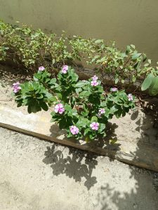 IMG_20230607_121359_287