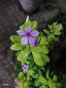 Night Mode_NightTime_Macro Lens
