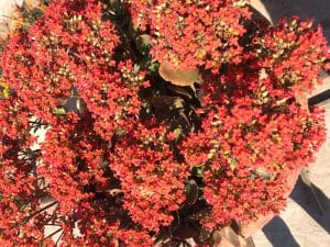 IMG_0854