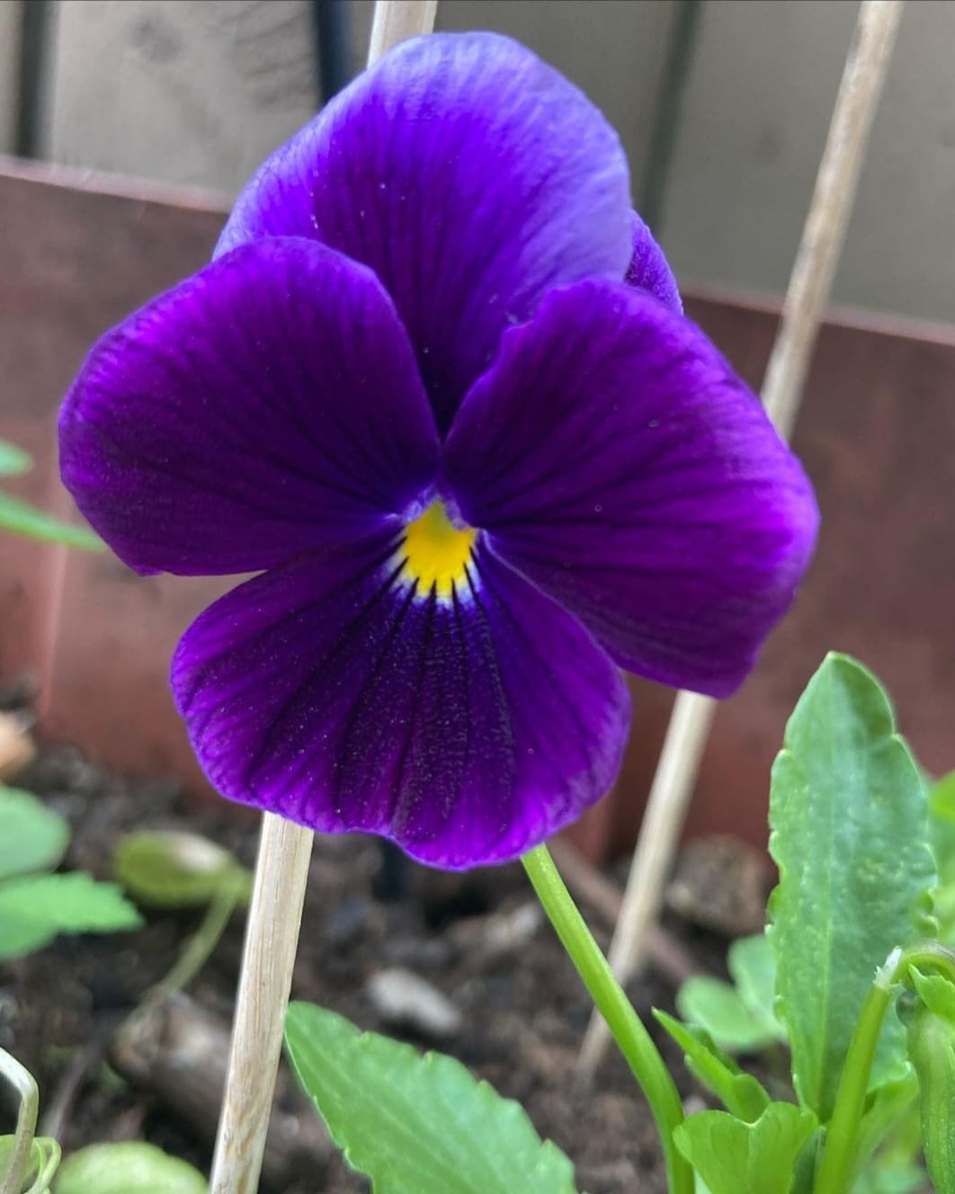Macro_Daylight_2