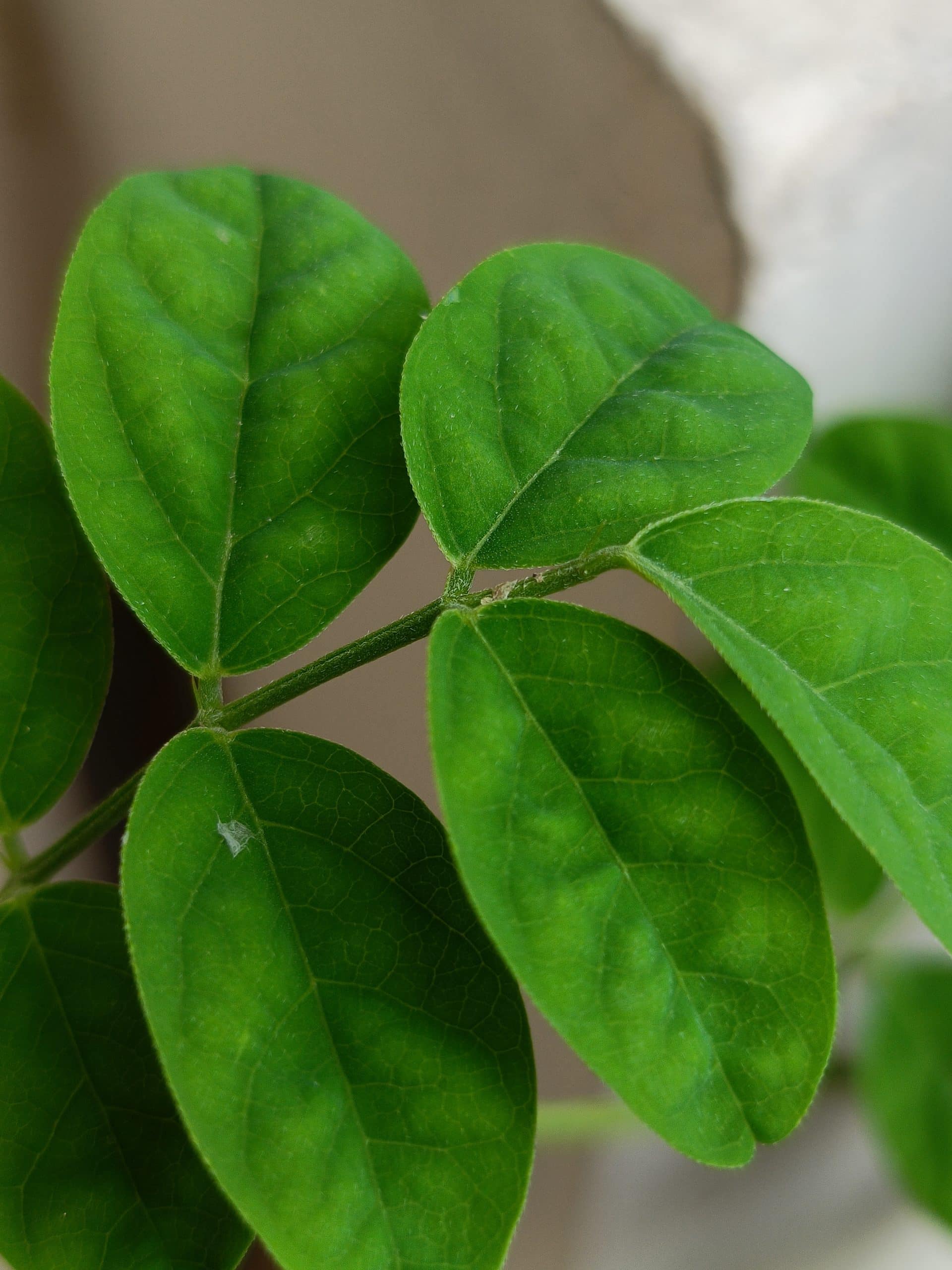 Macro_Indoor_2