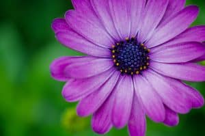 macro-flower-shot-1