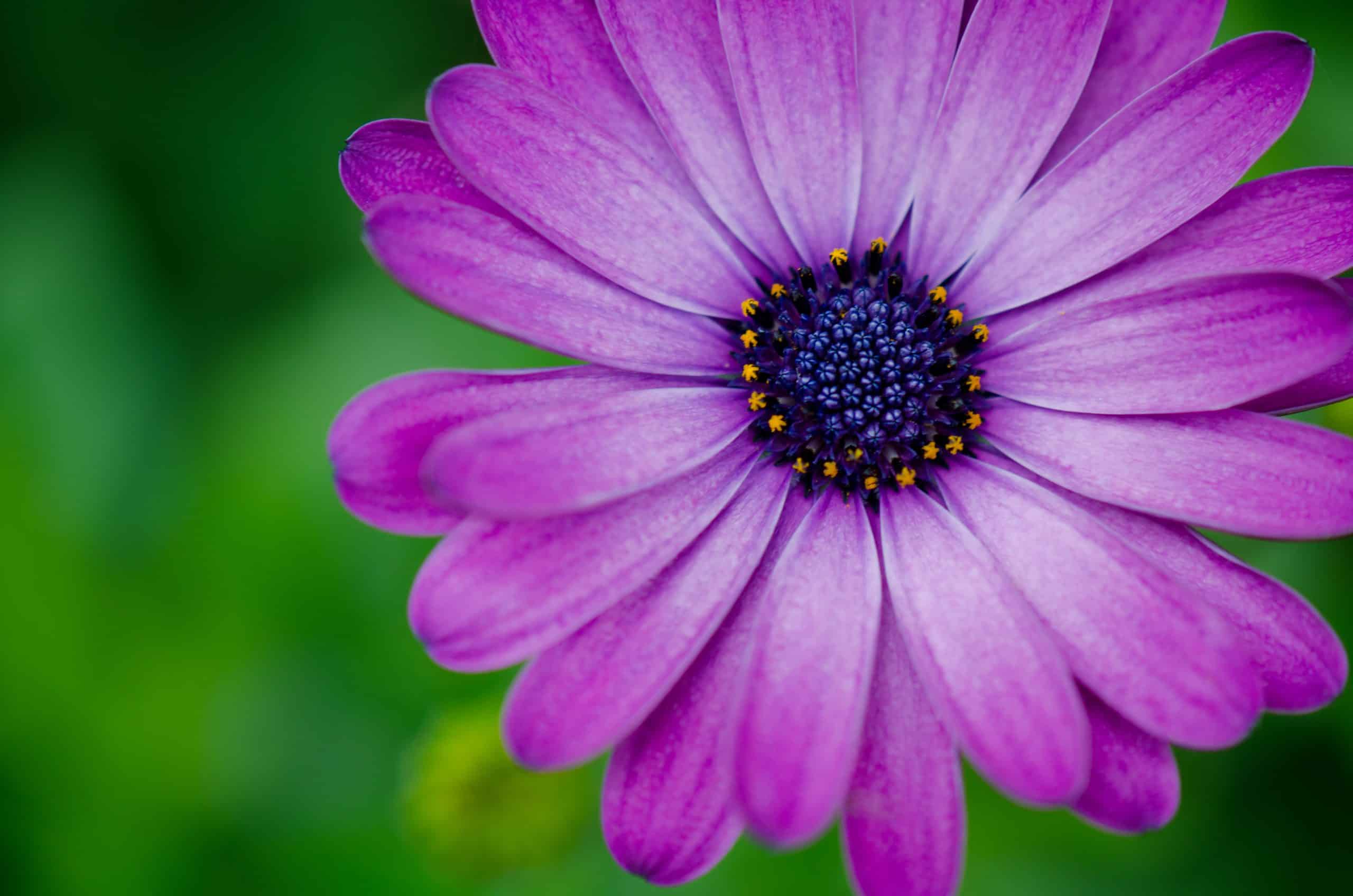 macro-flower-shot-1