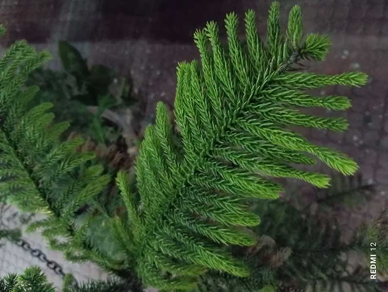 c1
