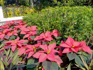 IMG_20231208_110759_445