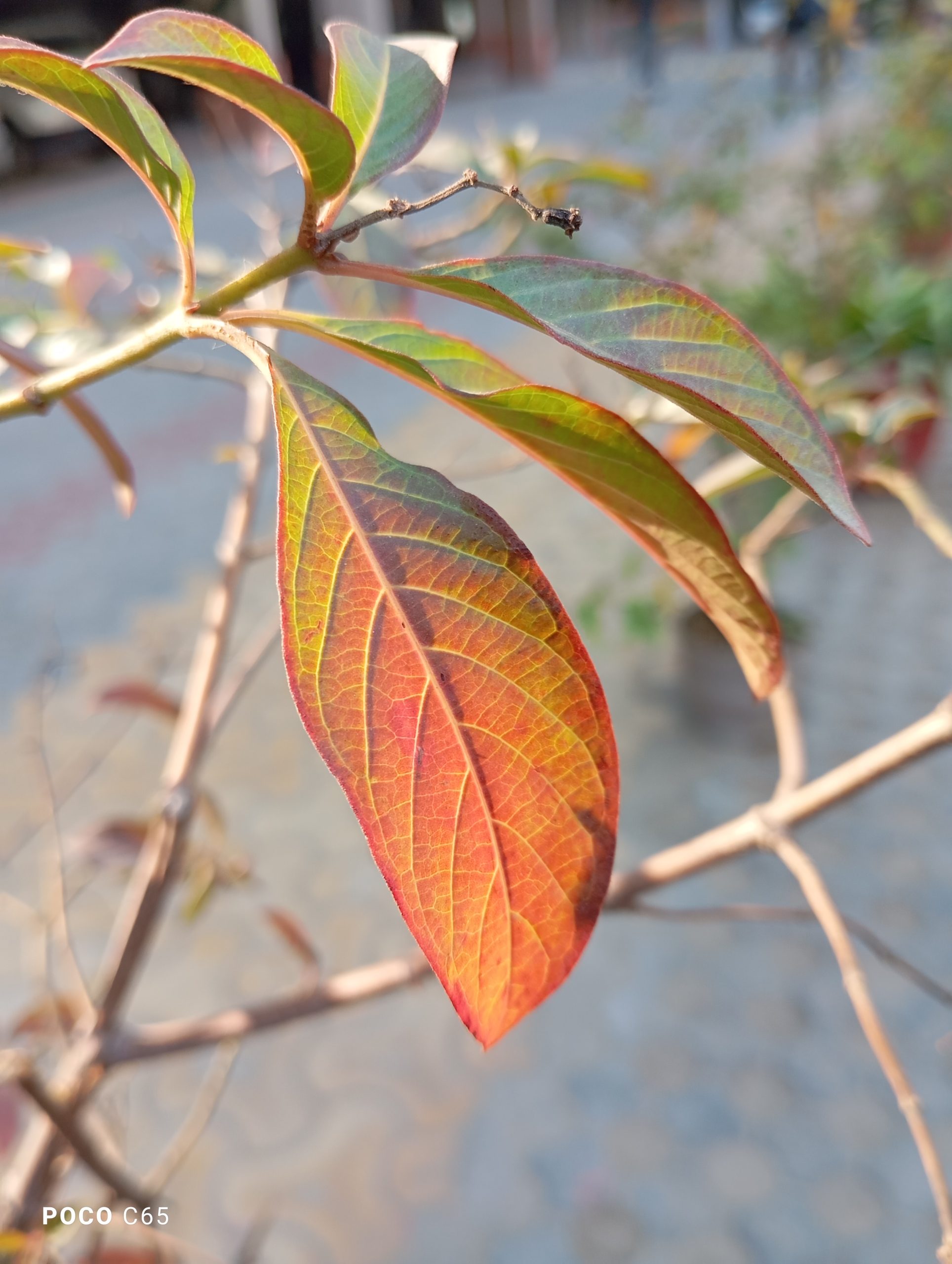 IMG_20231216_145316