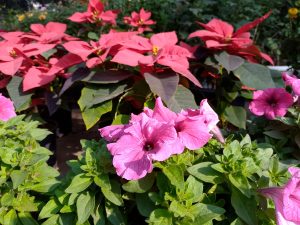 IMG_20231218_103418_581