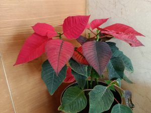 IMG20240301162644
