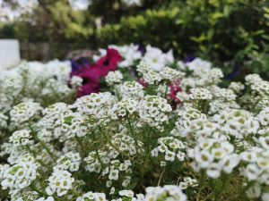 IMG_20240321_100610