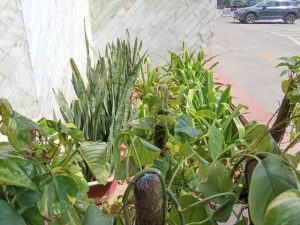 IMG_20240326_125150 (Small)