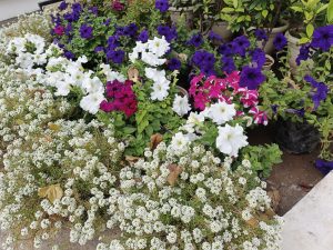 IMG_20240328_173041_564
