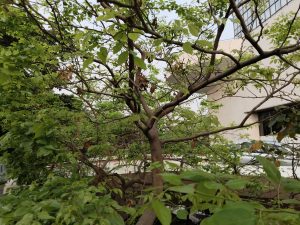 IMG_20240412_173235