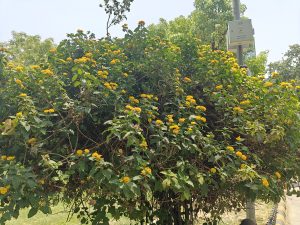 IMG20240522122404