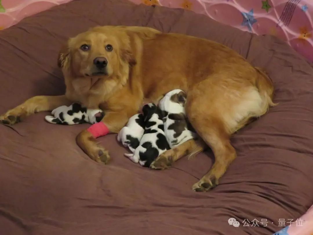 In another case, a user joked on a forum that the picture below was “a dog giving birth to a cow.”