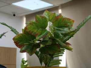 IMG20240716120700