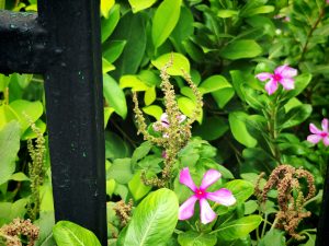 IMG_20240718_122913