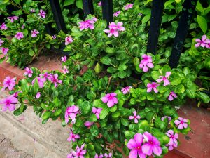 IMG_20240718_122945
