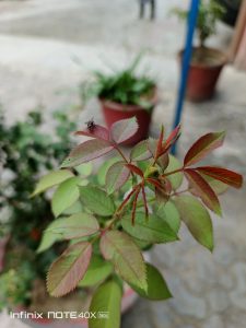 IMG_20240806_155008_059