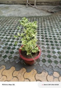 IMG_20240911_160335_332