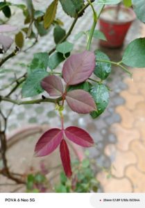 IMG_20240911_160358_843
