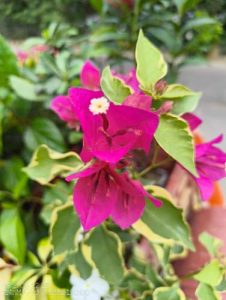 IMG_20250622_152145977